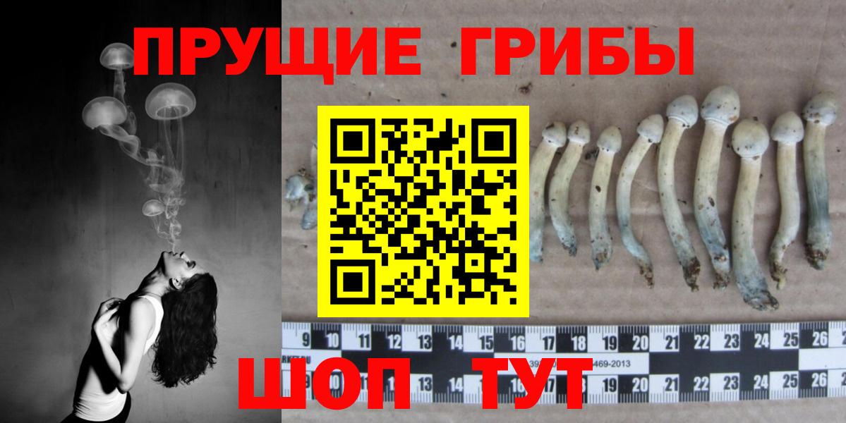 Псилоцибиновые грибы мицелий Стрежевой